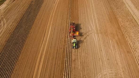 Harvesting Potatoes on the Field