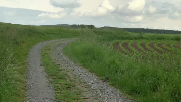 Young cornfield planted all over the field