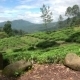 Fields Of Nuwara Eliya - VideoHive Item for Sale