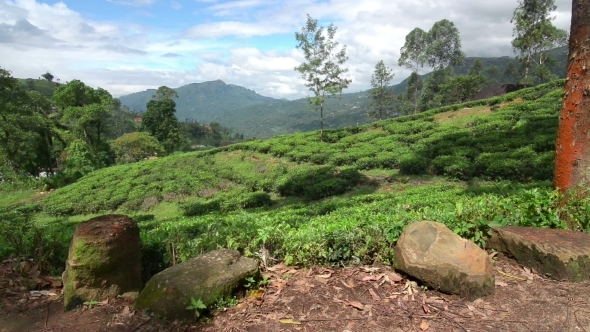 Fields Of Nuwara Eliya