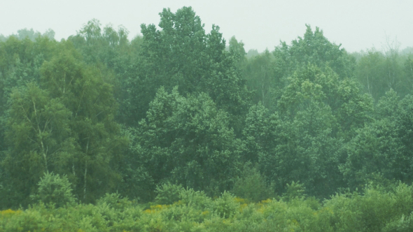 Forest & Rain