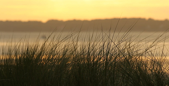 Harbour Sweetgrass at Sunset