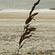 Lone Sea Oat - VideoHive Item for Sale