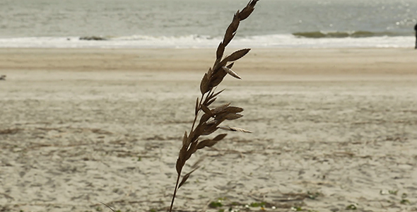 Lone Sea Oat