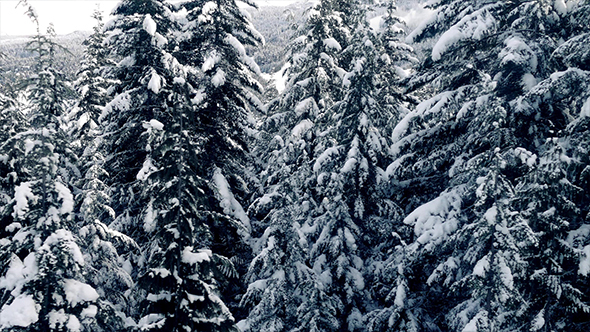 Flying Past Snow Covered Trees