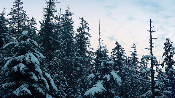 Flying Past Snowy Trees At Sunrise