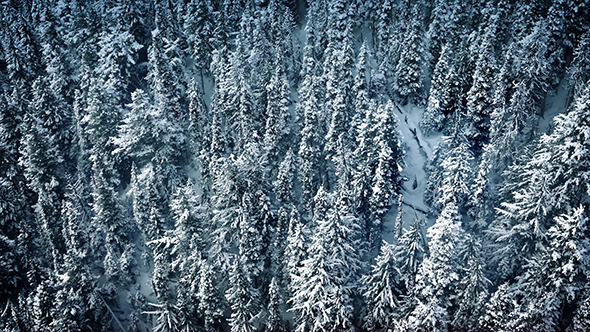 Aerial Moving Above Winter Forest
