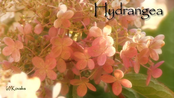 Hydrangea