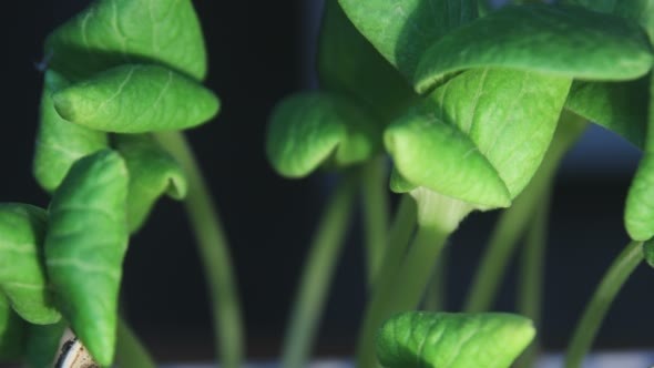 Plant Growth Rotating to Camera