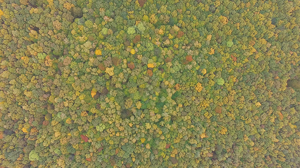 Autumn Leaves Colours