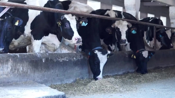 Barn Calf. Cows On Russian Farm