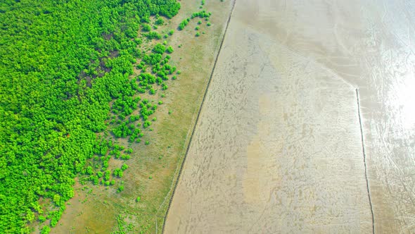 4K : Aerial view over beautiful mangrove forest. mangroves along the coastline
