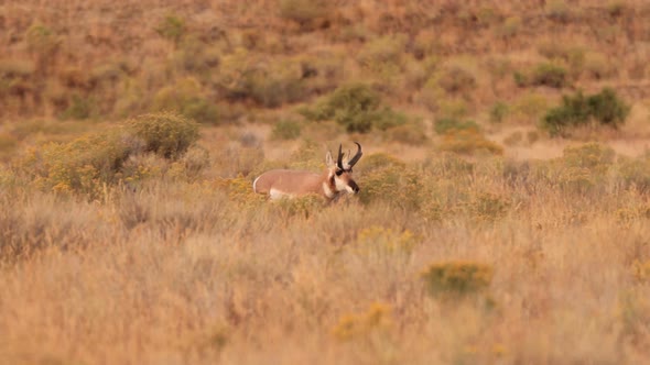 Pronghorn in Yellowstone National Park