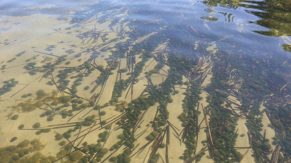 Water Lake and Sandy Bottom with Algae.