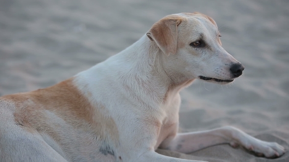 Dog On The Beach