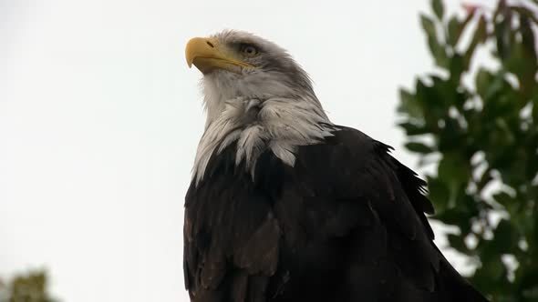 African Fish Eagle