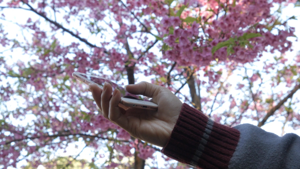Smartphone With Cherry Blossom