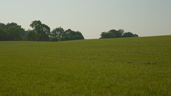 Summer Meadow on a Hill with Trees in the Background