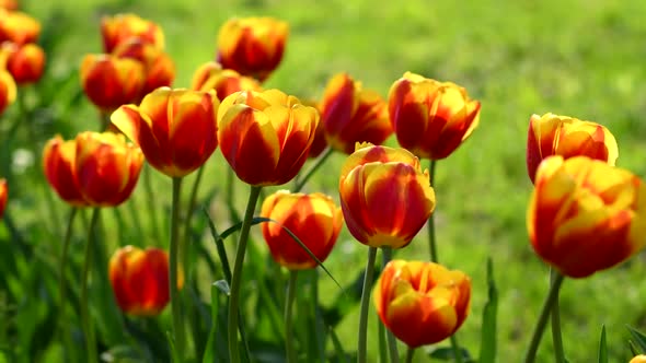 Red-yellow tulips in spring sunny day