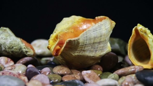 Sea Pebbles And Seashells Rotate