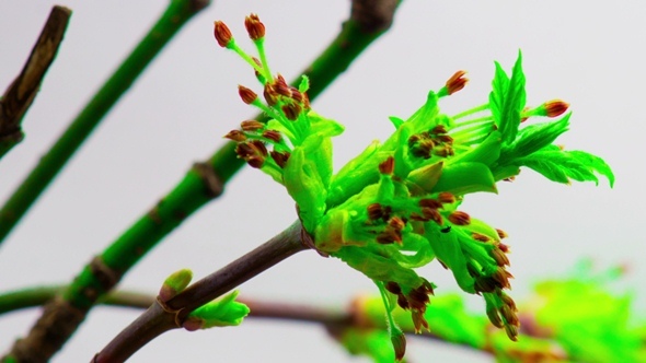 Young Green Leaves Grow from Buds.