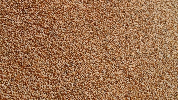 Wheat Surface Texture Top View . Pattern Background