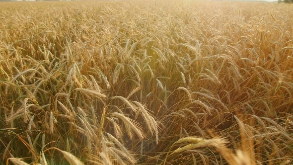 Golden Wheat Field With Sun Rays. Can Be Used For Agriculture 