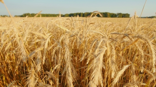 Golden Wheat Field With Sun Rays