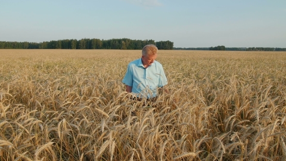 Farmer Standing In a Wheat Field, Looking At The Crop