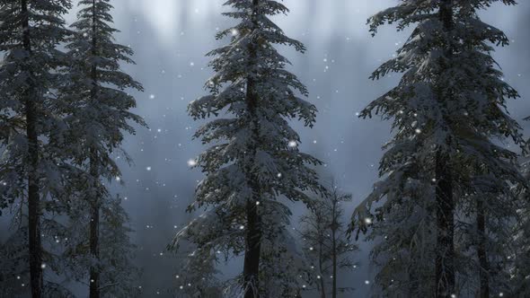 Misty Fog in Pine Forest on Mountain Slopes alt