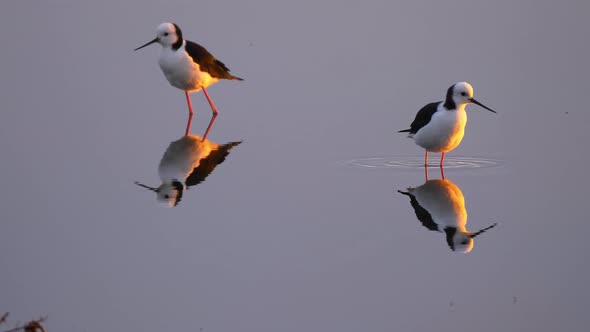 Two pied stilt birds in reflective water, Miranda Shorebird Centre, New Zealand