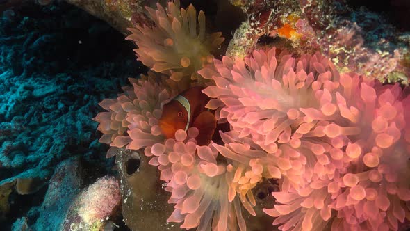 beautiful red nemo in pink anemone coral close up