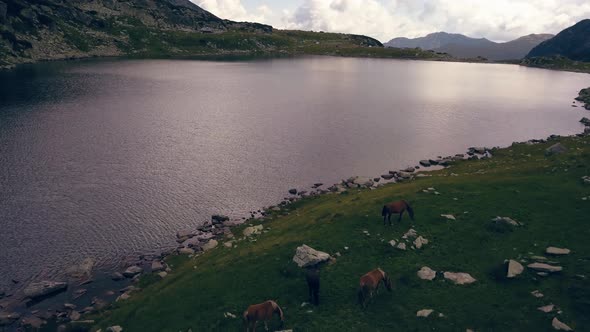 Descending shot with wild horses feeding next to a mountain lake.