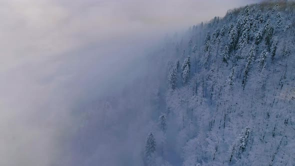 Aerial view of pine tree forest covered in snow and fog at winter