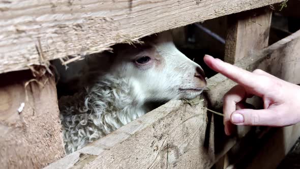 Cute curly baby lambs playing with human finger from inside wooden fence