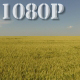 Golden Wheat Field - VideoHive Item for Sale