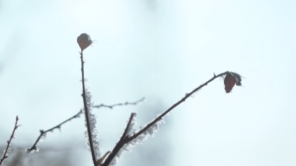 Snow Covered Trees