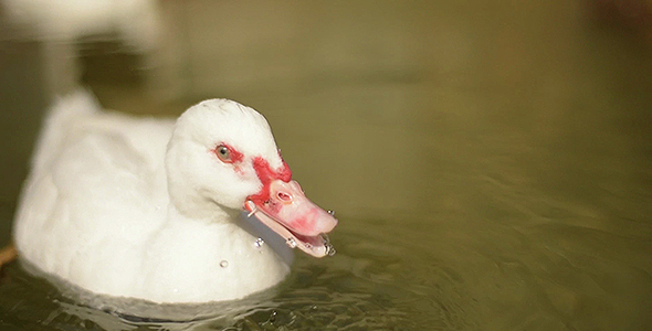 Geese Swimming Pack (3-videos)