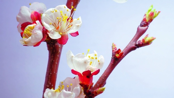 A Plum Flowers Blossoms