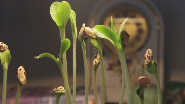 Plant Growing With Clock on Background