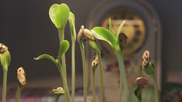 Plant Growing With Clock on Background