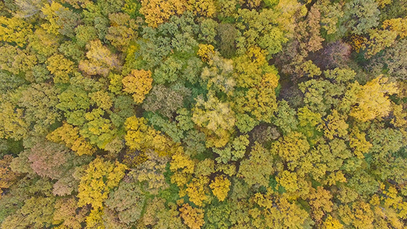 Trees In A Forest Shifting Colors During Autumn