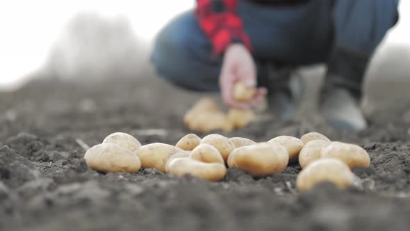 Farmer Collects and Sorts Fresh Potatoes