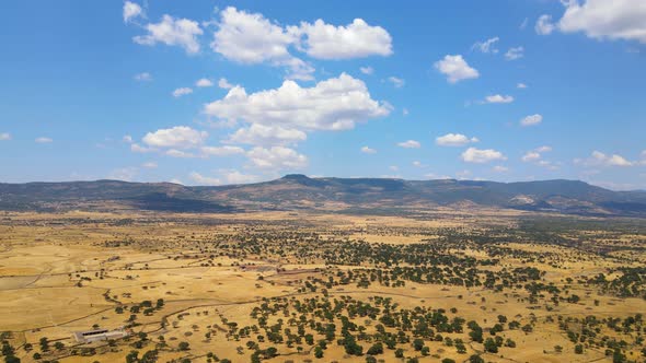 Aerial view of a vast grassland with shrubs and trees