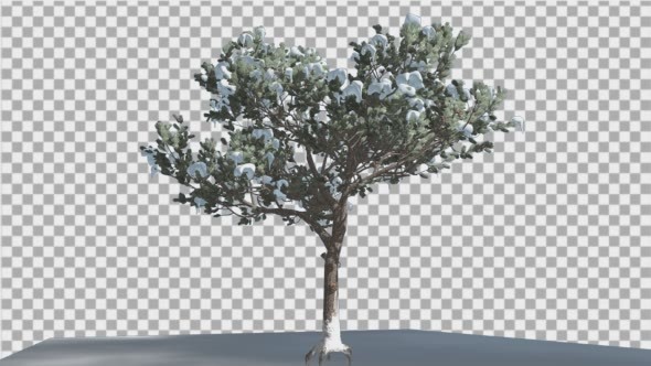 Italian Stone Pine Thin Tree in a Ground alt