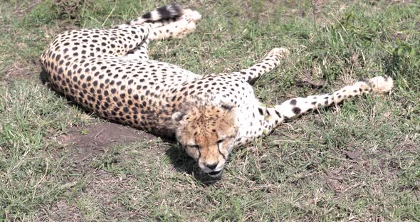 Cheetah female resting on a grassy patch in Kenya after hunting run, close up shot