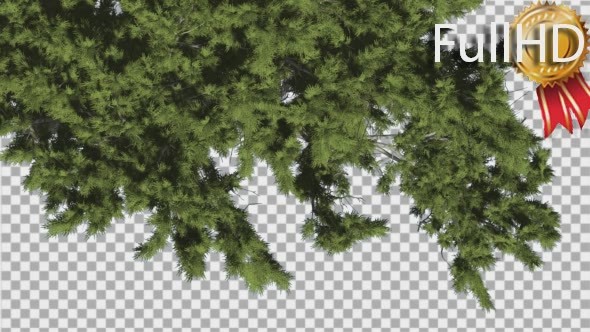 Monterey Cypress Crown Top Down Coniferous alt