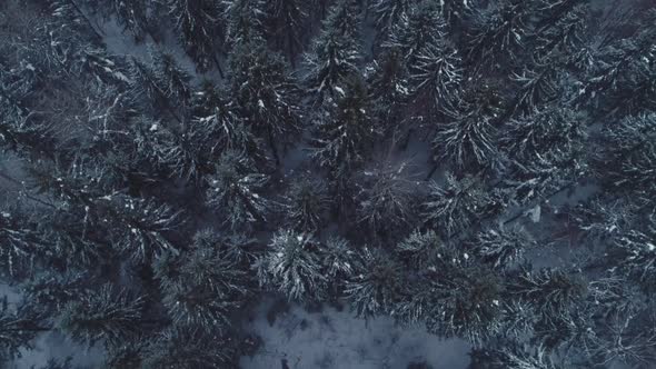 Aerial Flyover Frozen Snowy Spruce Forest