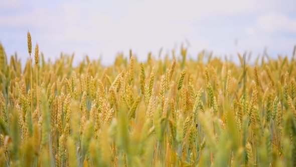 Top Wheat Spikes, Blurred Background, Small Depth Of Field, Defocused