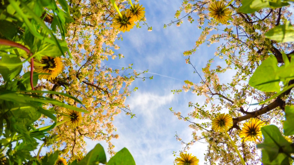 Dandelions And Blossoming Apple Orchard